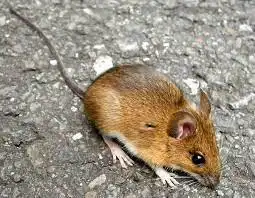3966