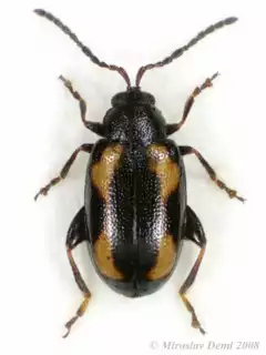 857