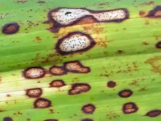 3531