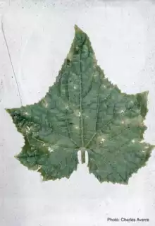 1314