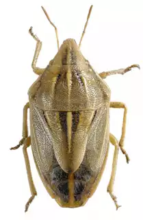 3431