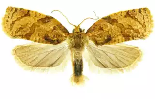 1807