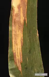 3805