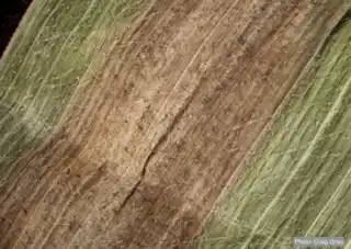 424