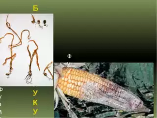 3550