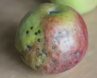 1216