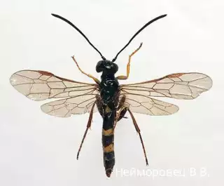 196