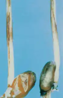 3409