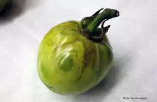 1156