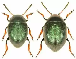231