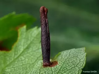 887
