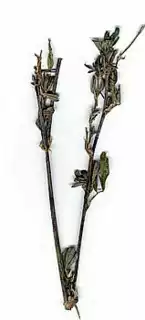 975