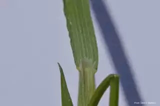 598