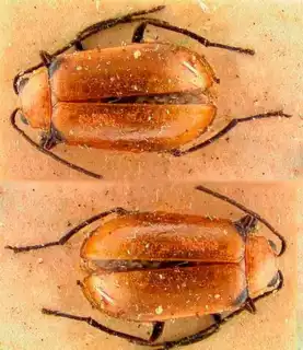 315