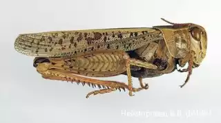 147