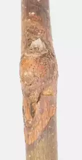 3533