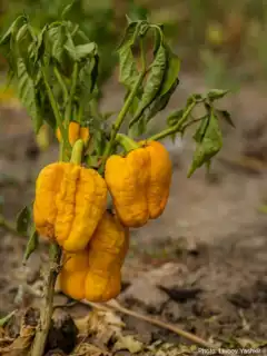 1274