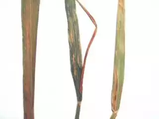 3535