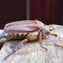 750